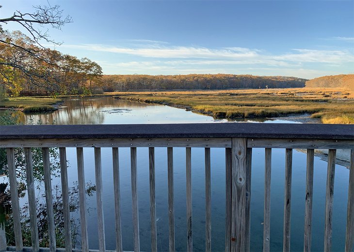 This boggy section of Rocky Neck State Park is an ideal place to spot interesting wildlife like blue crabs