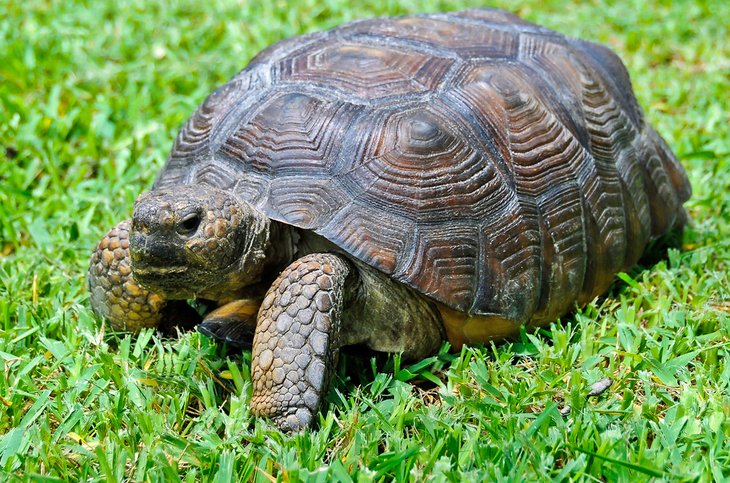 A gopher tortoise