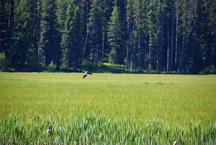 Wildlife at Lily Marsh, Ponderosa State Park