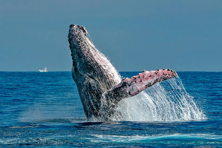 Humpback whale breaching