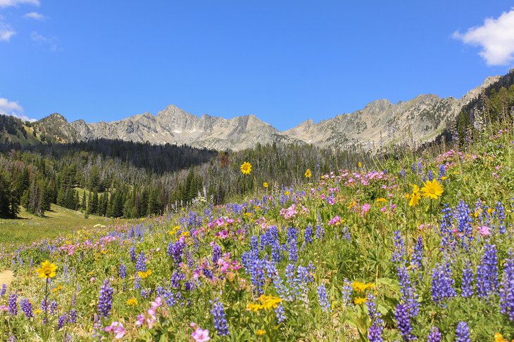 Beehive Basin Trail