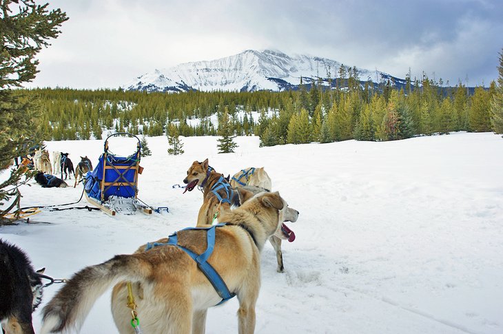 Dogsledding in Big Sky