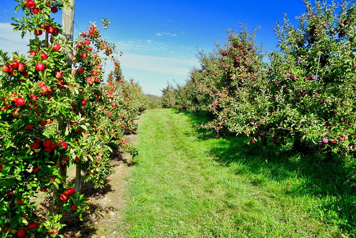 Apple orchard