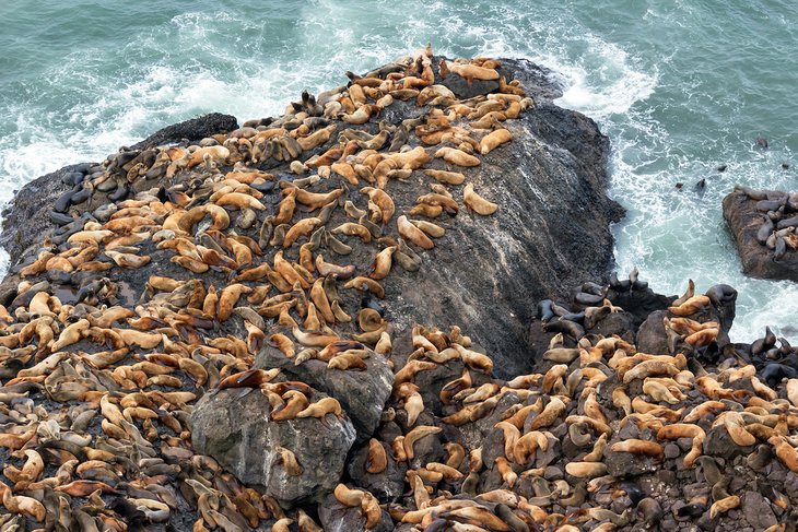 Sea Lion colony at Sea Lion Caves