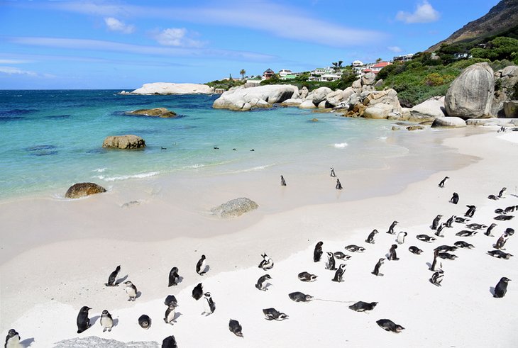 Penguins on Boulders Beach