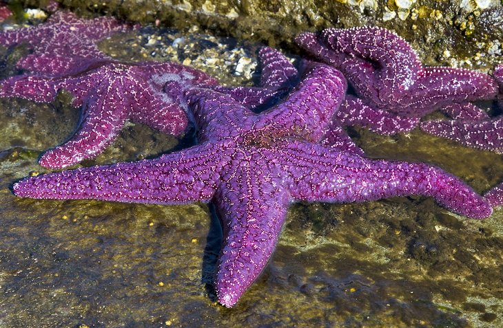 Sea stars