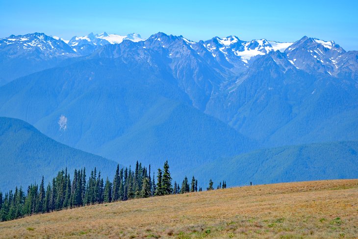 Hurricane Ridge