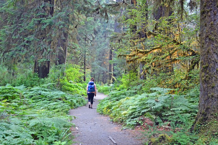 Hoh Rain Forest