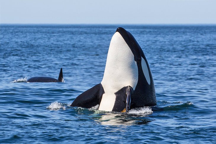 Orcas