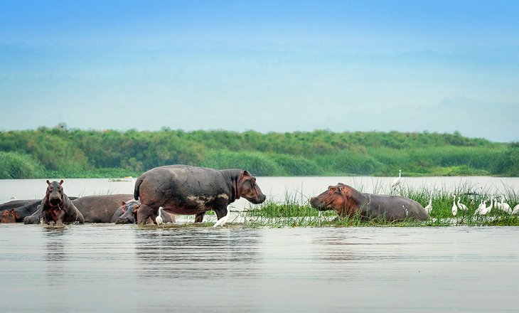 Hippos on Lake Albert