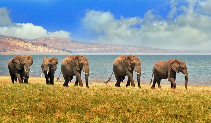 Los elefantes en la costa del lago Kariba en el Parque Nacional Matusadona, Zimbabwe