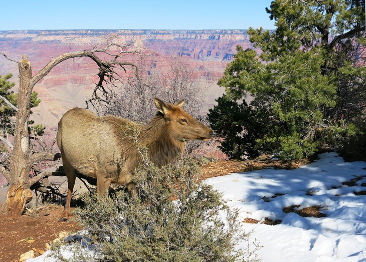 An elk on the rim of the Grand Canyon