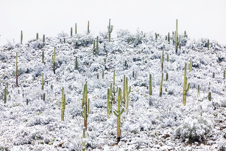 9 mejores lugares para ver la nieve en Arizona