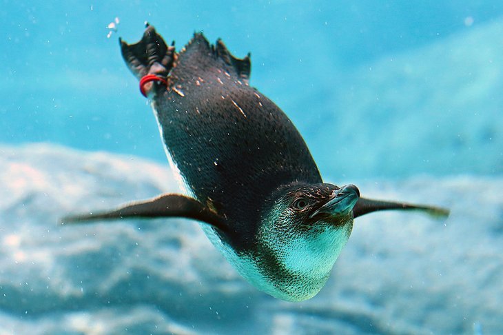 Penguin at the SEA LIFE Sydney Aquarium