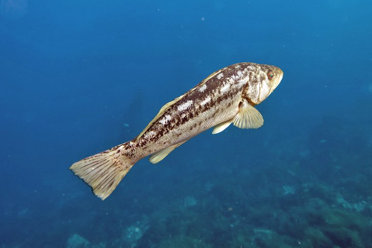 Calico bass swimming off the Channel Islands