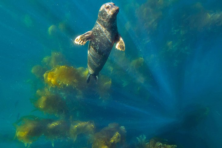 Harbor seal off Anacapa Island