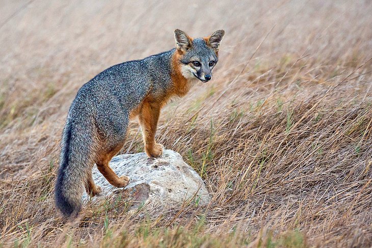 Island fox on Santa Rosa Island