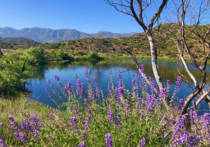 Wildflowers along a lake in the Rose Valley
