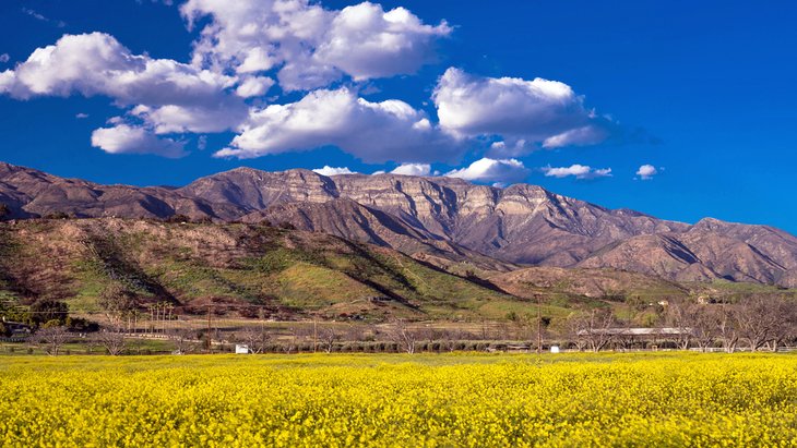 Spring in Ojai