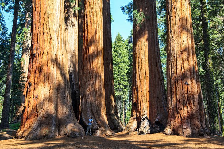 Redwood National Park