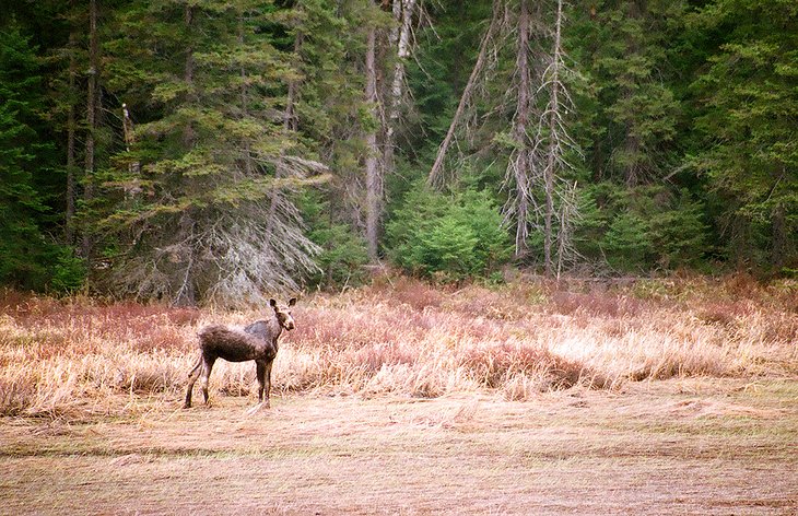 A moose in Algonquin Provincial Park in the spring
