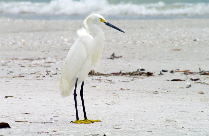 Snowy egret at Lover's Key State Park