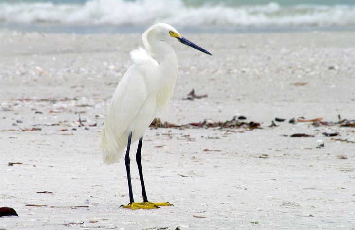 8 mejores playas en Fort Myers, FL