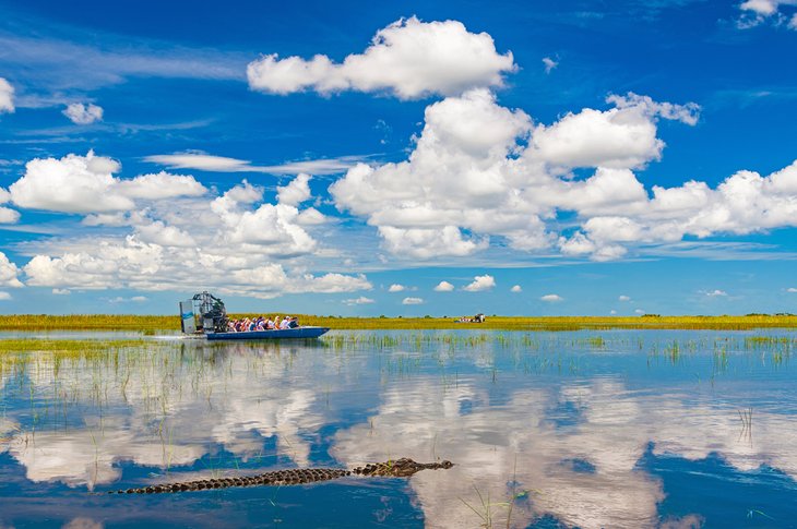 Alligator and airboat in the Florida Everglades