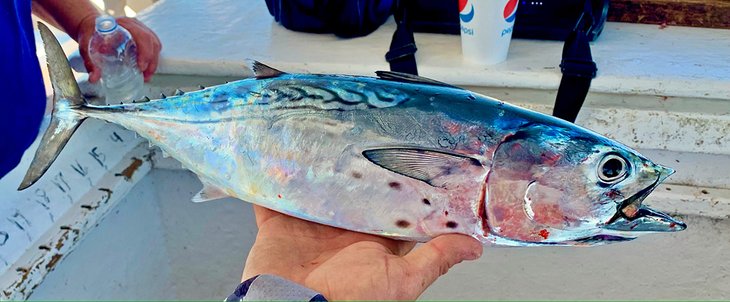 Bonita caught on a Panama City Beach charter