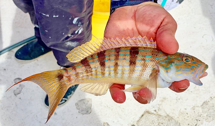 Sand perch