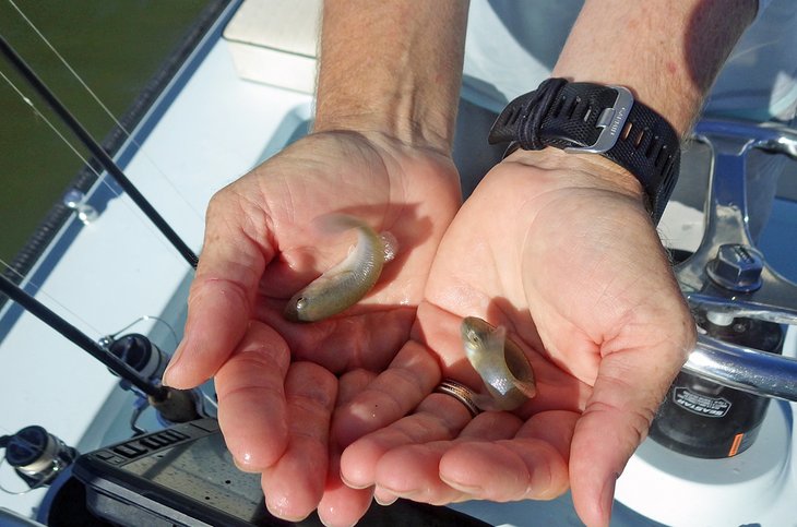 Pesca en St. Augustine, Florida: 6 cosas que debe saber