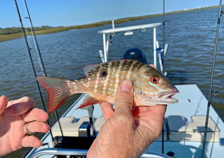 Mutton snapper