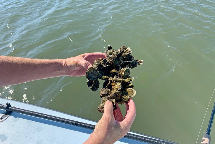 St. Augustine oysters found while fishing