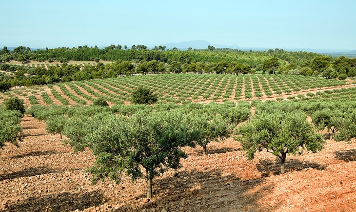 Olive grove in Provence