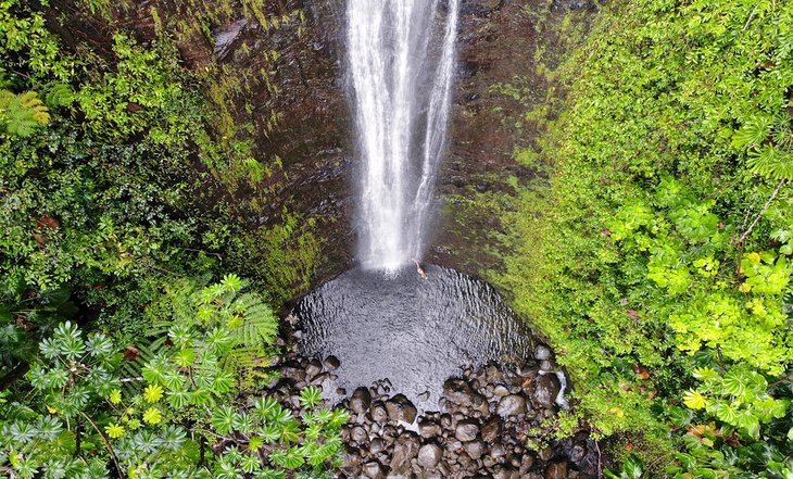 Manoa Falls