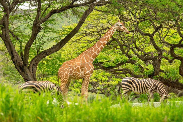 Giraffe and zebra at the Honolulu Zoo