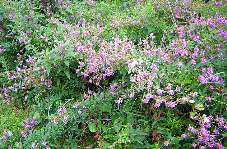 Flowers blooming at the Adams Wildlife Sanctuary