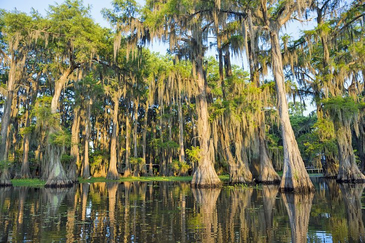 Louisiana swamp