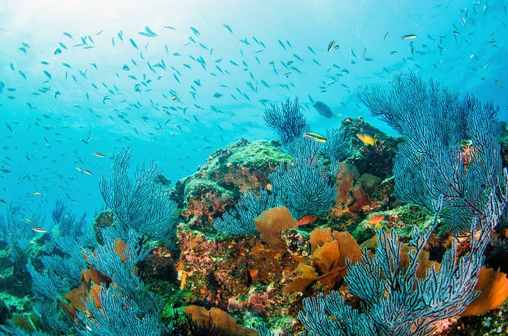 Vie marine prolifique au parc marin national de Cabo Pulmo