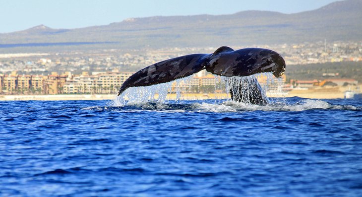 Whale off Los Cabos