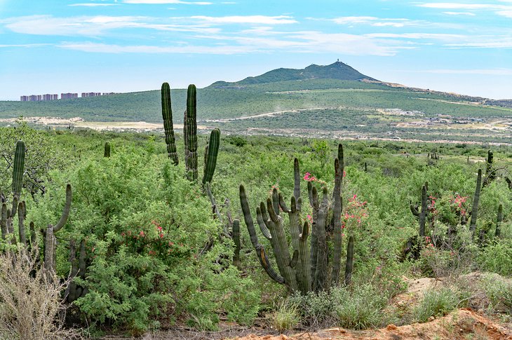 Desert near Los Cabos