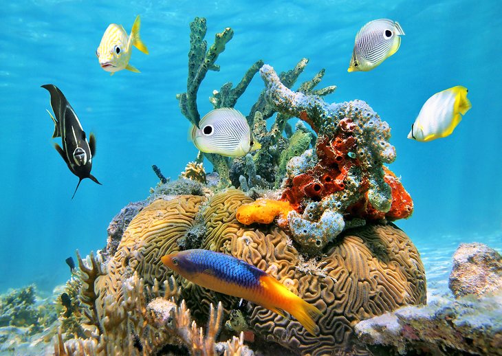 Tropical fish and coral off Cancun