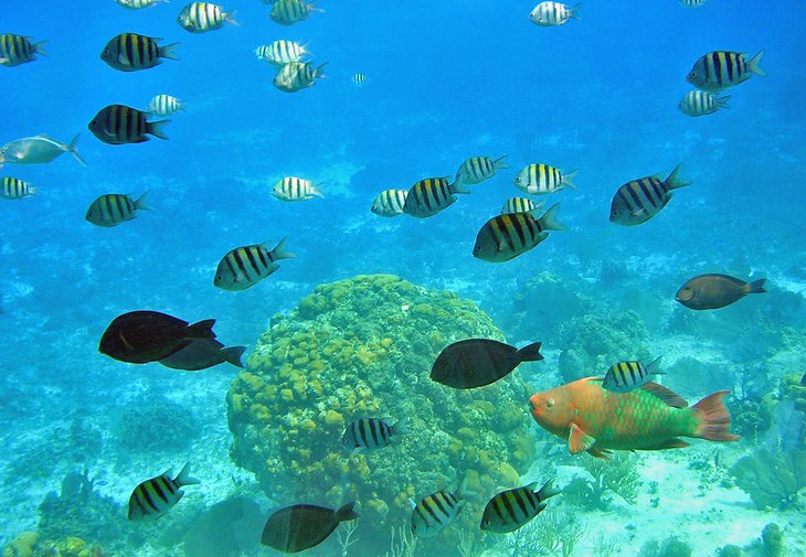 Fish viewed through a glass-bottom boat tour in Cozumel