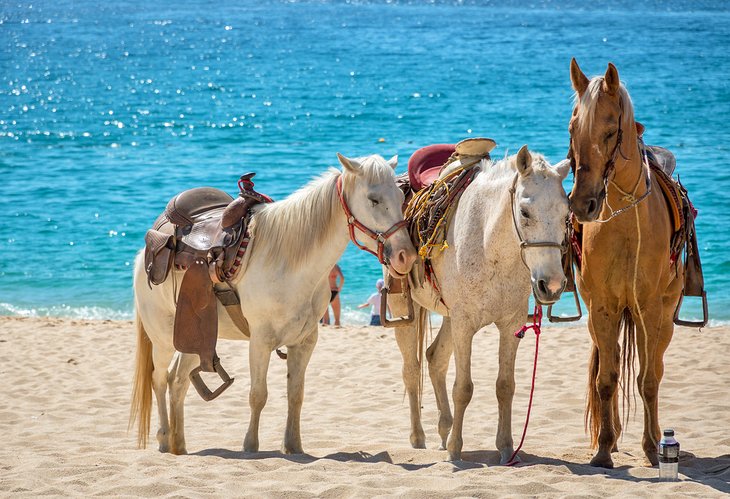 Horses on the beach in Mexico
