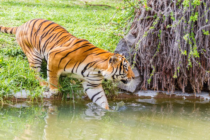 Tiger at the Guadalajara Zoo