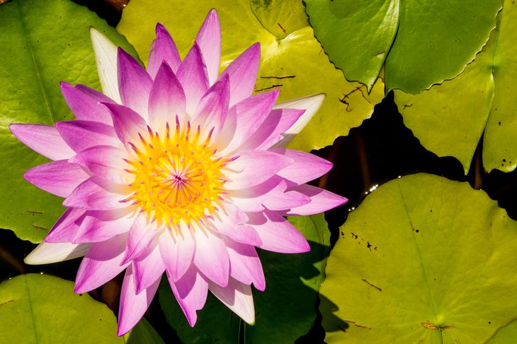 Water lily in the Vallarta Botanical Garden