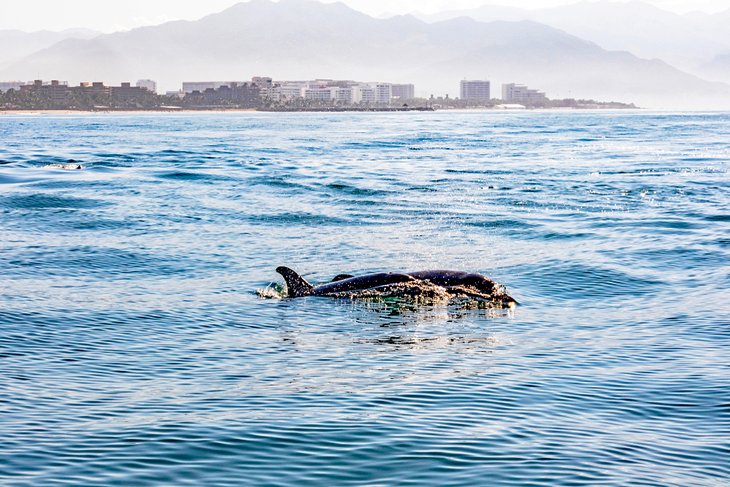 Dolphins swimming off Puerto Vallarta