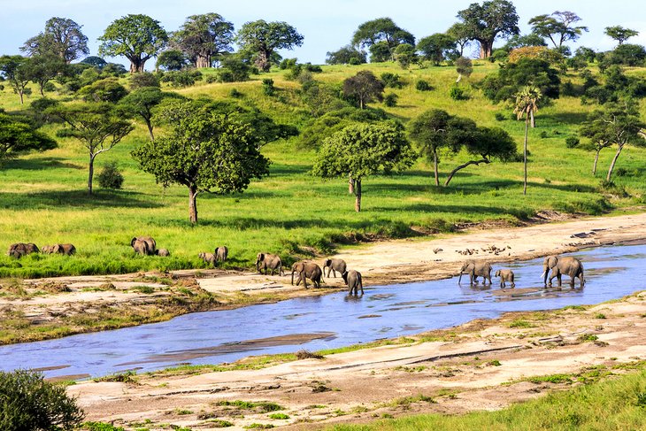 Elephants crossing a river in Serengeti National Park