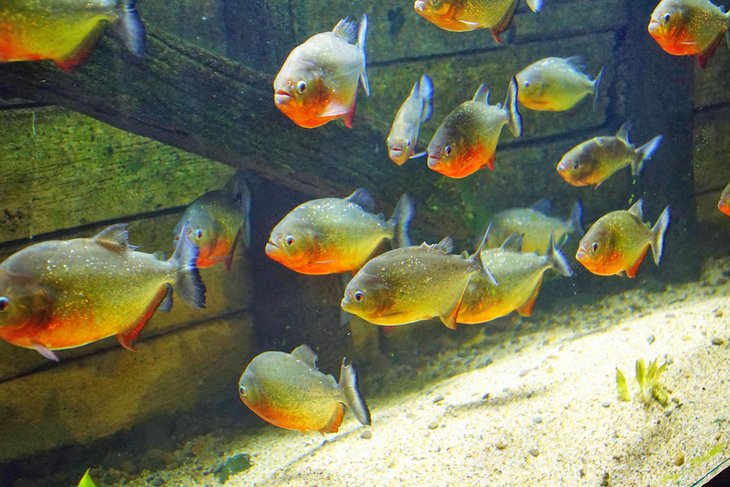 Red-bellied piranha at the Oregon Coast Aquarium