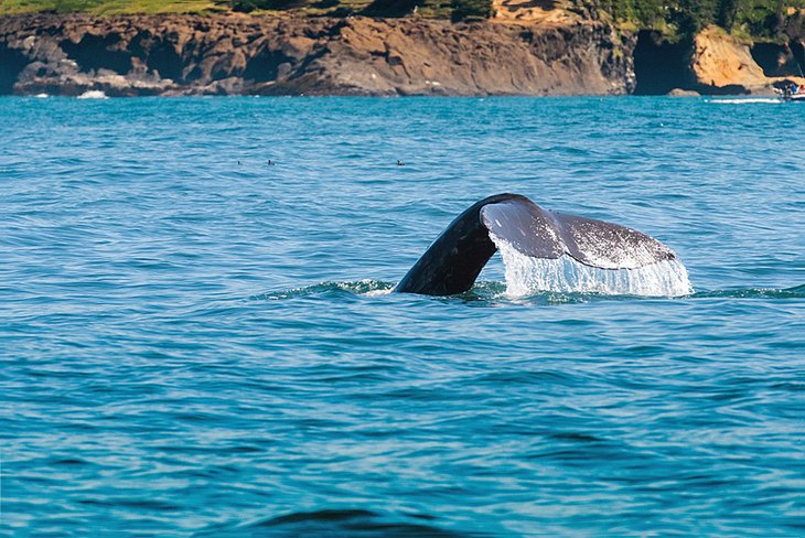 Gray whale tail spotted in Depoe Bay